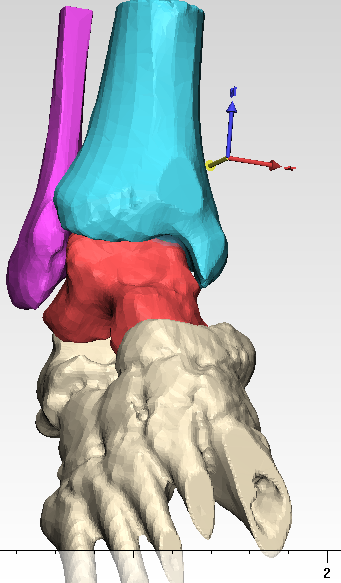 Computer Rendering of Ankle